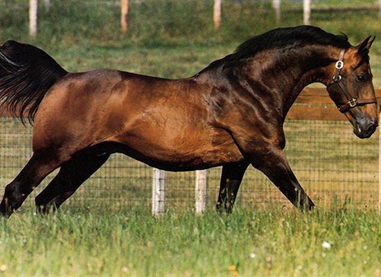 Galoubet A - Warmblood Stallion